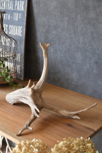 流木販売 根っこ流木