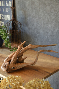 流木販売 根っこ流木