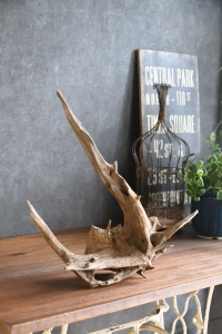 流木販売 大型サイズ