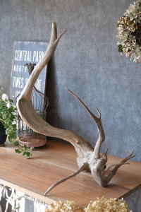 流木販売 根っこ流木