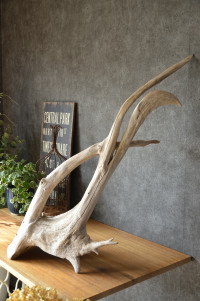 流木販売 根っこ流木