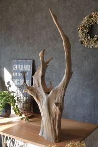 流木販売 根っこ流木