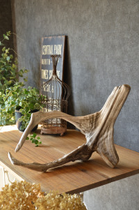 流木販売 根っこ流木