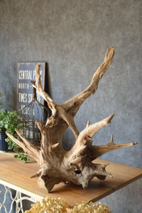 流木販売 根っこ流木