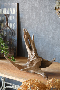 流木販売 根っこ流木