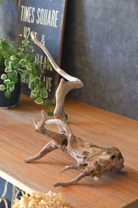 流木販売 根っこ流木