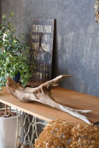 流木販売 根っこ流木