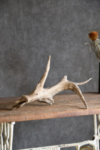 流木販売 小型サイズ