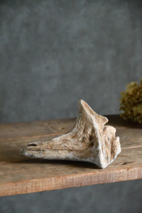 流木販売 小型サイズ