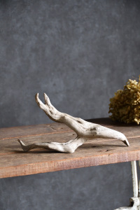 流木販売 小型サイズ