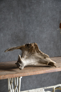 流木販売 中型サイズ