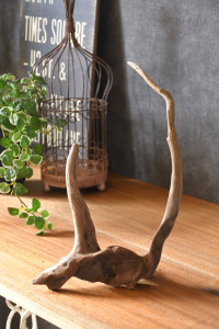 流木販売 根っこ流木