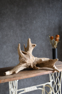 流木販売 大型サイズ