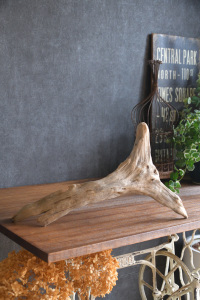 流木販売 中型サイズ