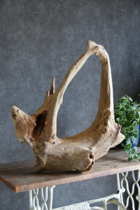 流木販売 大型サイズ