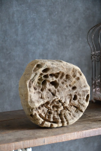 流木販売 中型サイズ