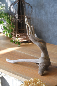 流木販売 根っこ流木