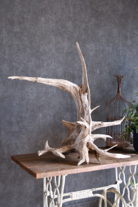 流木販売 特大サイズ