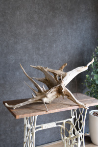 流木販売 特大サイズ