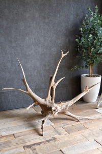 流木販売 特大サイズ