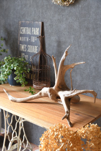 流木販売 根っこ流木