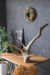 流木販売 根っこ流木