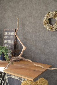 流木販売 根っこ流木