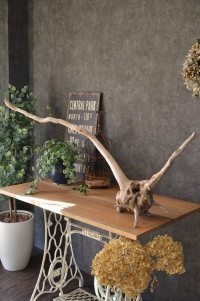 流木販売 根っこ流木