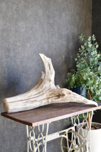 流木販売 特大サイズ